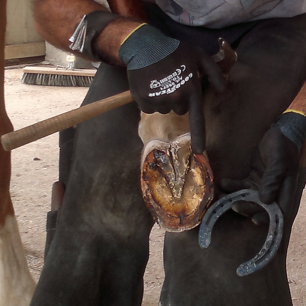 la ferratura di un cavallo