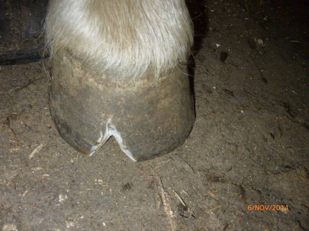 Un caso di Onicomicosi ferratura cavallo