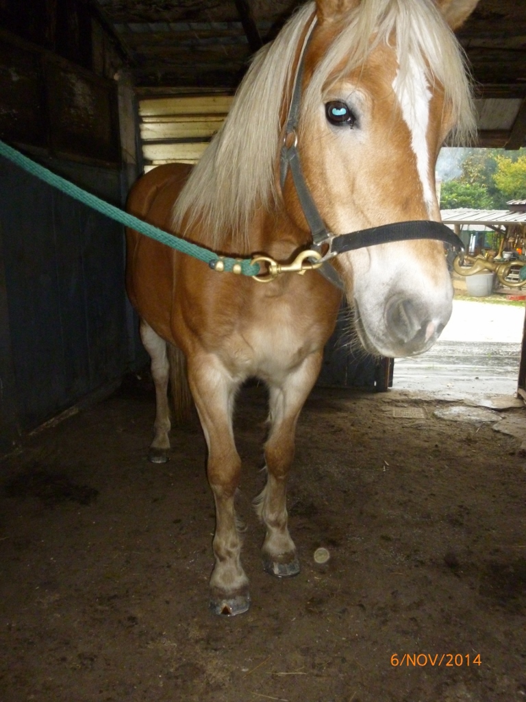 Un caso di Onicomicosi ferratura cavallo